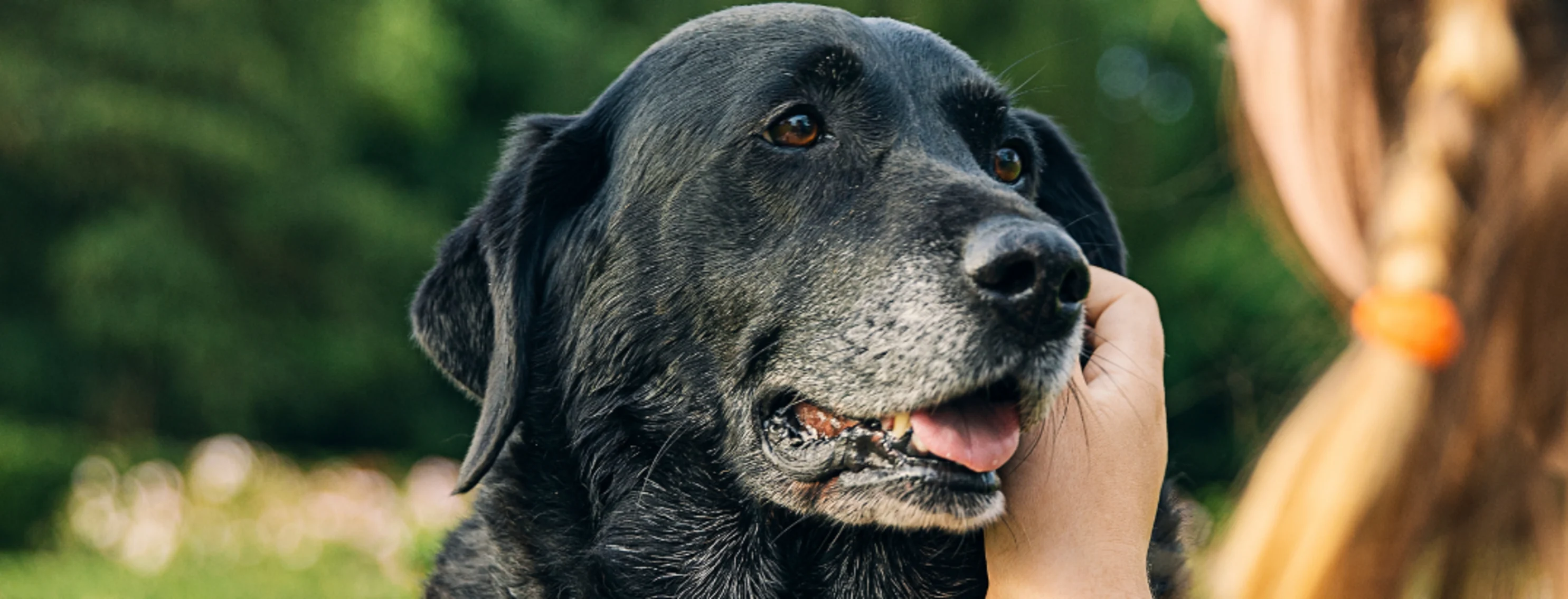 Girl petting an elderly dog Girl petting an elderly dog