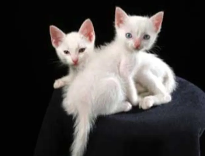 2 small white kittens 2 small white kittens
