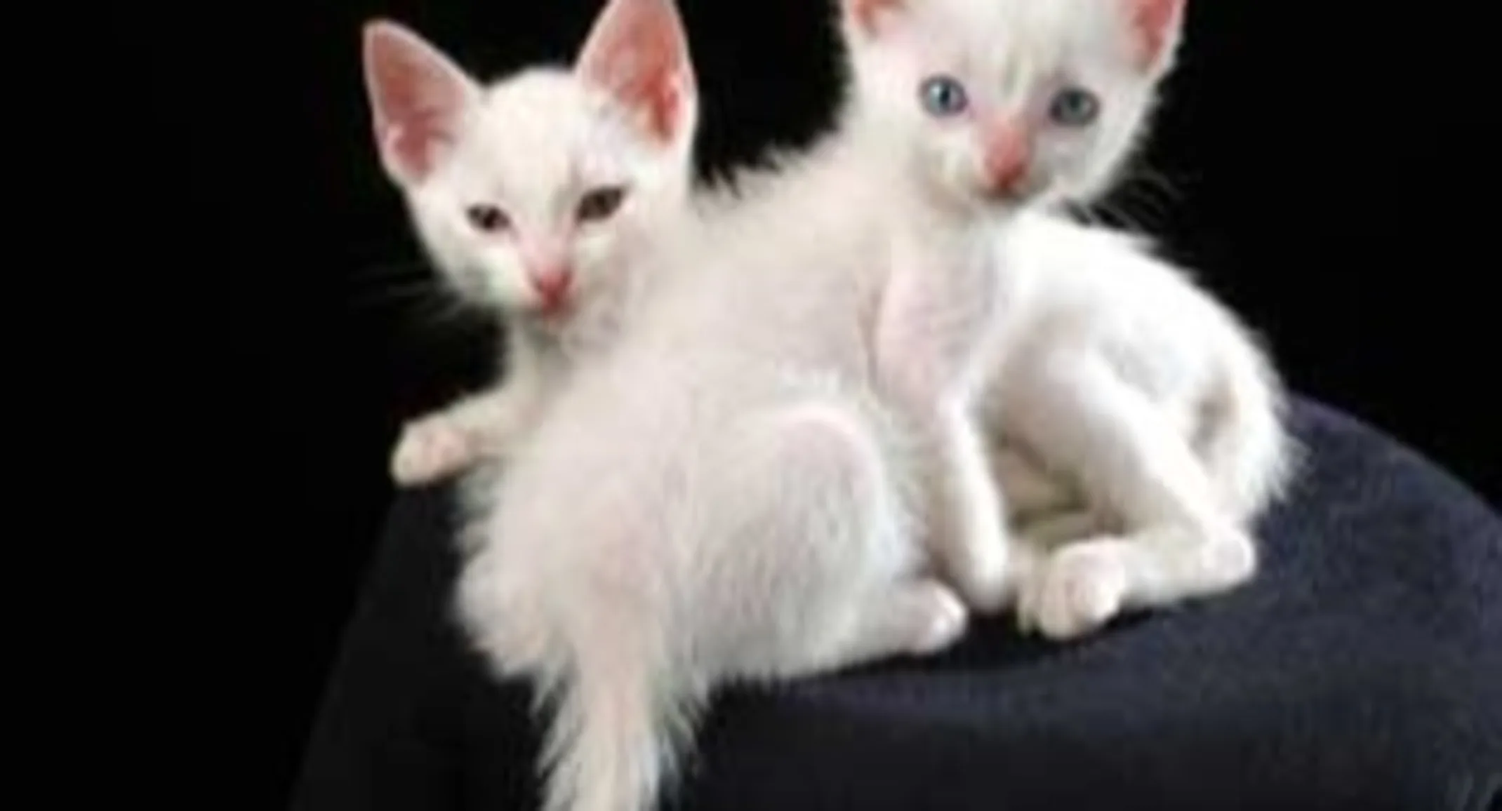 2 small white kittens 2 small white kittens