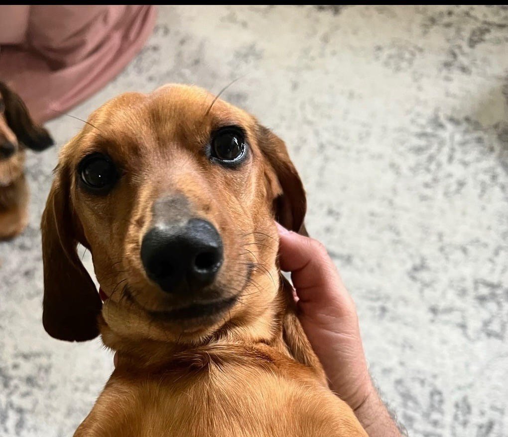 Dachshund smiling in his owner's arms.
