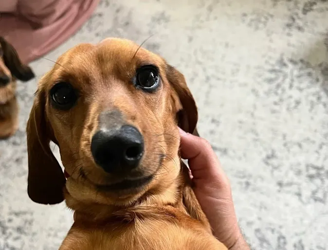 Dachshund smiling in his owner's arms. Dachshund smiling in his owner's arms.