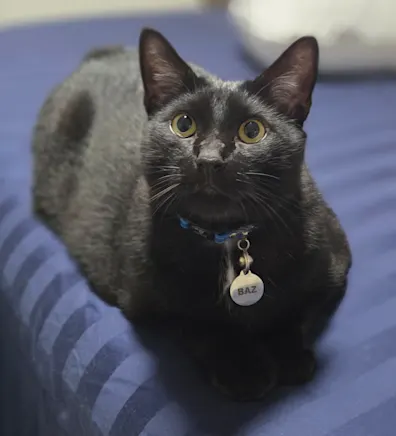 Baz (Cat) Baz (Cat)