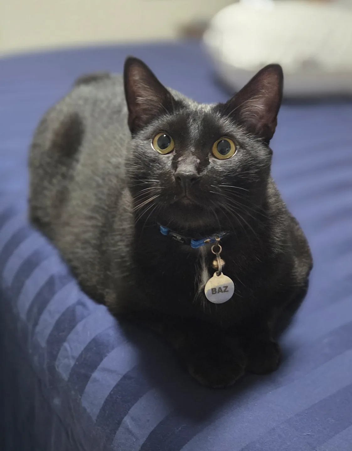 Baz (Cat) Baz (Cat)