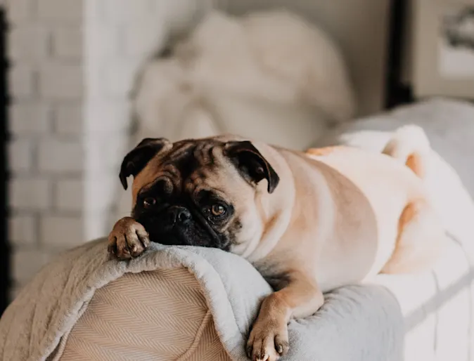 dog laying on couch dog laying on couch