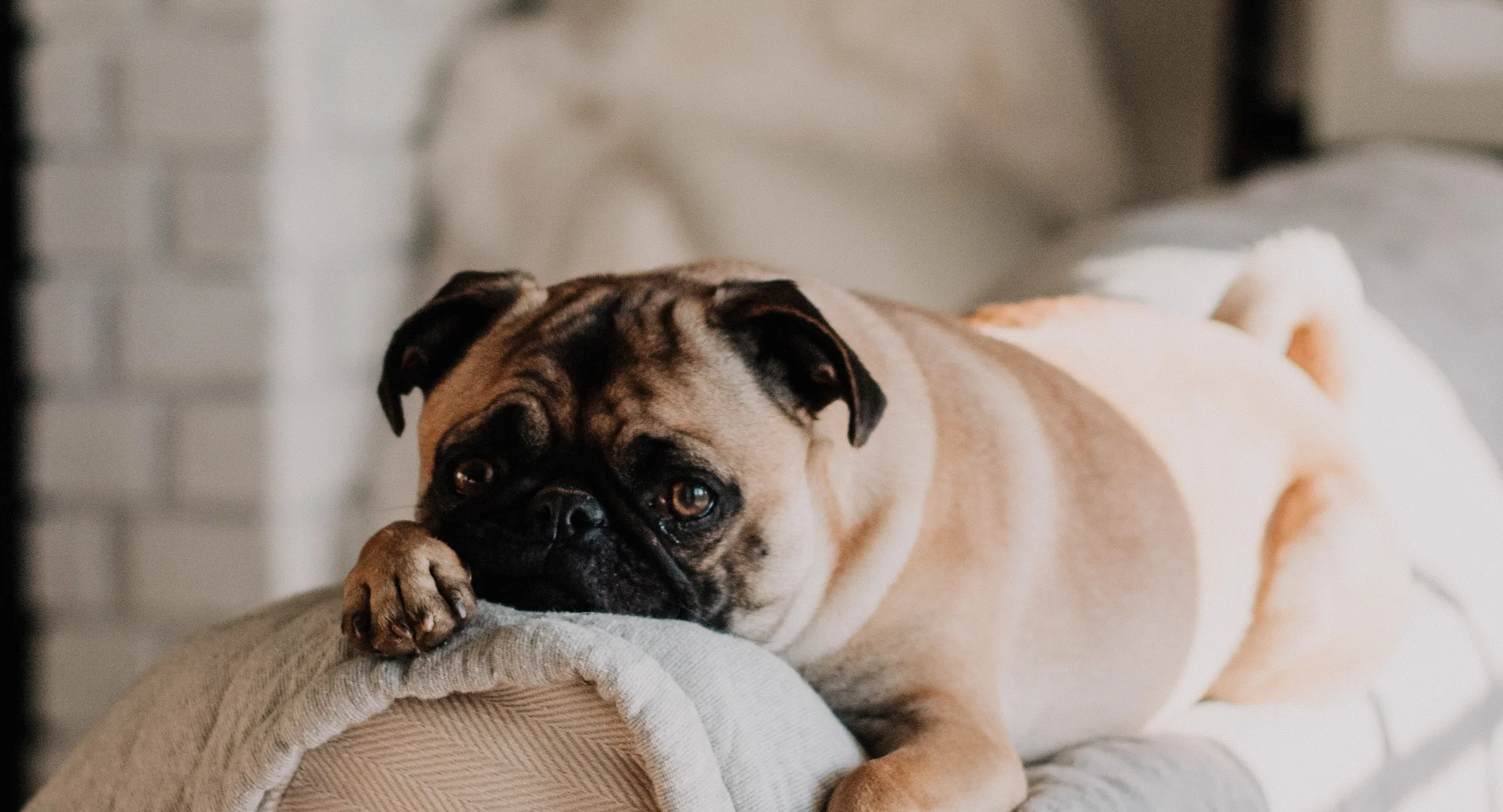 dog laying on couch