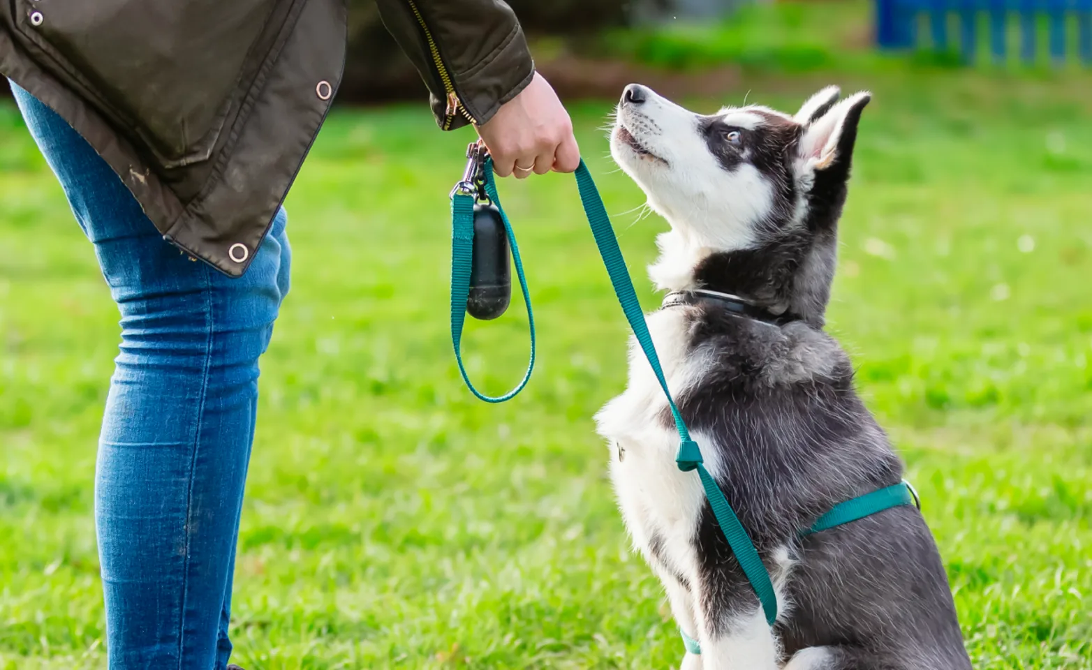 Dog looking up at trainer Dog looking up at trainer