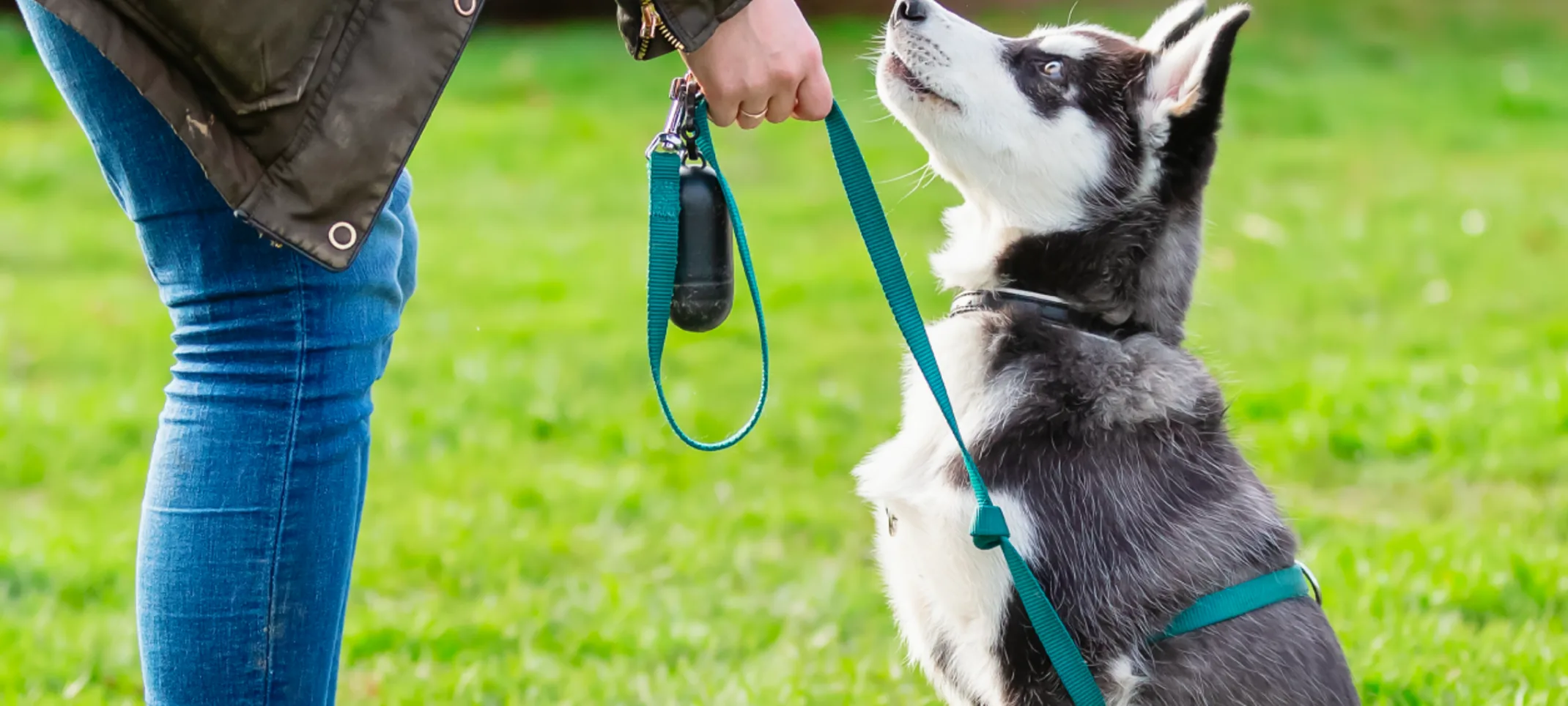 Dog looking up at trainer Dog looking up at trainer