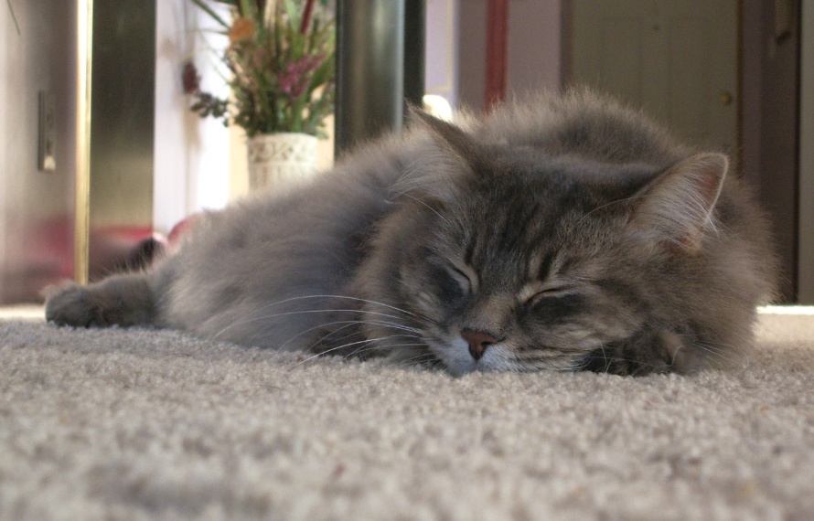 Sleeping Gray Cat