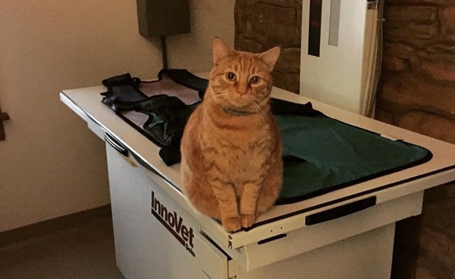 Harry the cat sitting on the radiology table