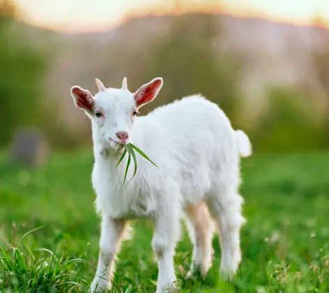 Goat eating grass while sitting in grass