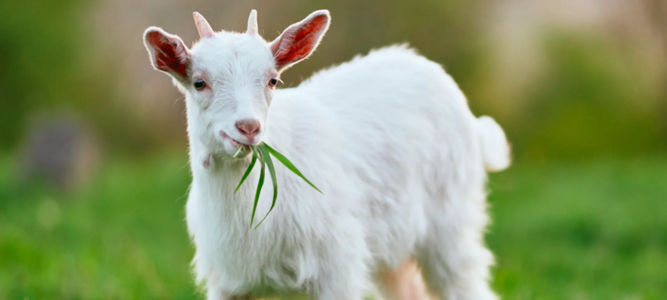 Goat eating grass while sitting in grass