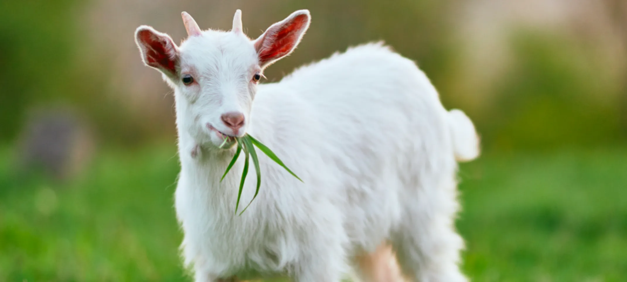 Goat eating grass while sitting in grass Goat eating grass while sitting in grass