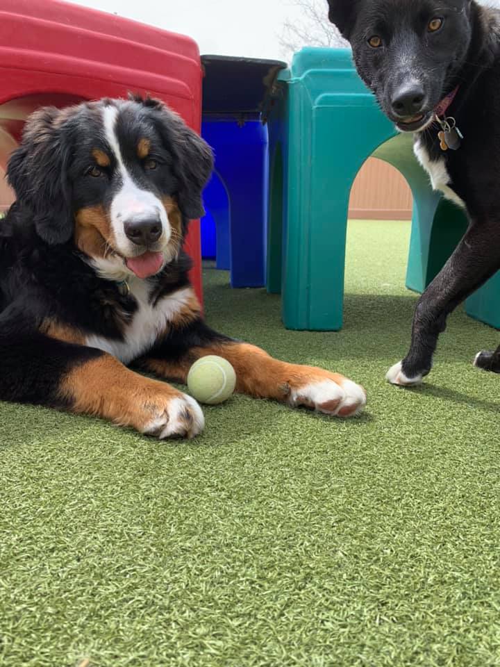 2 dogs playing next to tennis ball