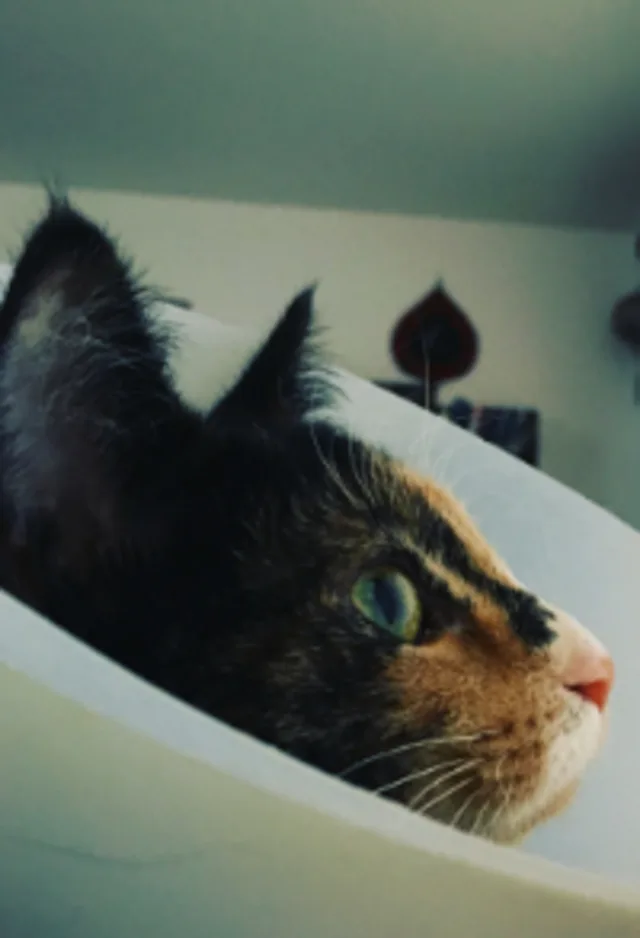 Cat Wearing a Cone Cat Wearing a Cone