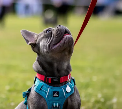 French Bulldog on a Leash Looking Up French Bulldog on a Leash Looking Up
