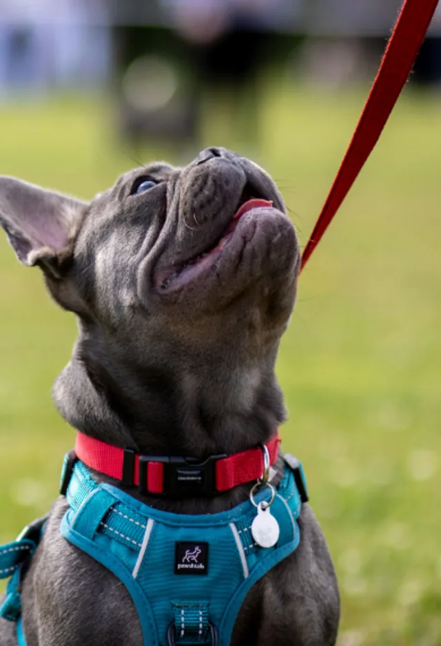 French Bulldog on a Leash Looking Up French Bulldog on a Leash Looking Up