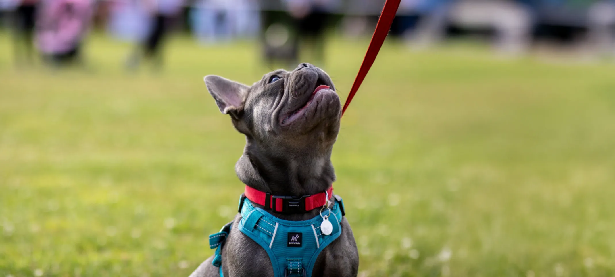 French Bulldog on a Leash Looking Up French Bulldog on a Leash Looking Up