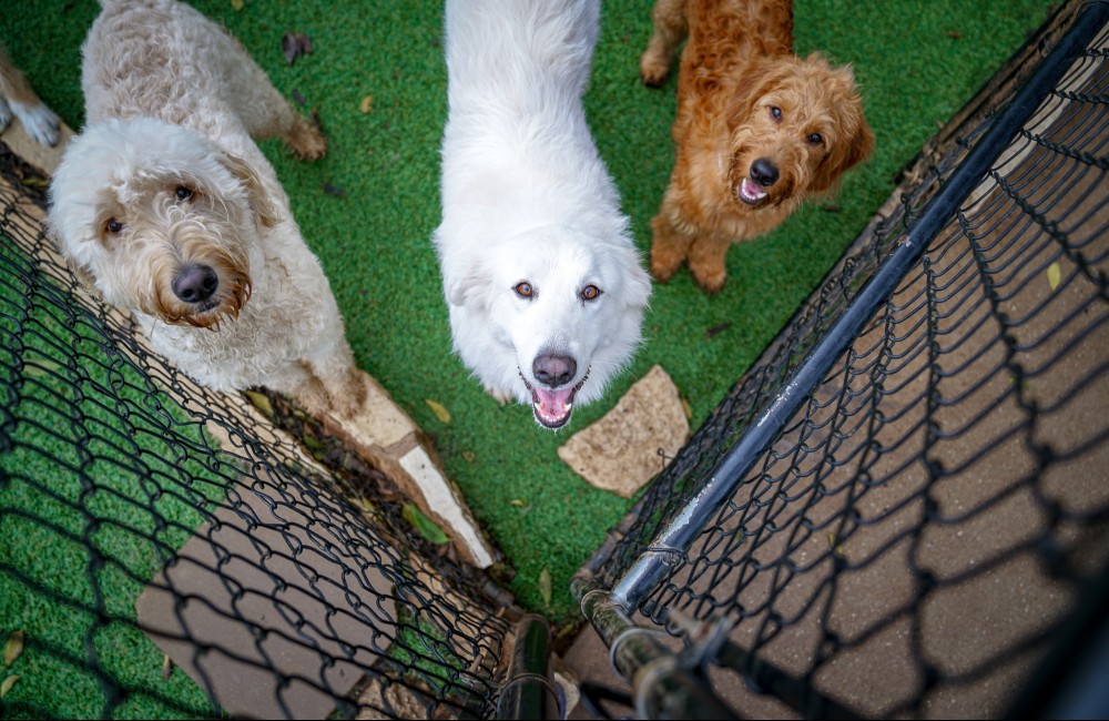 3 dogs looking up outside in outdoor play area at Hill Country Animal Hospital