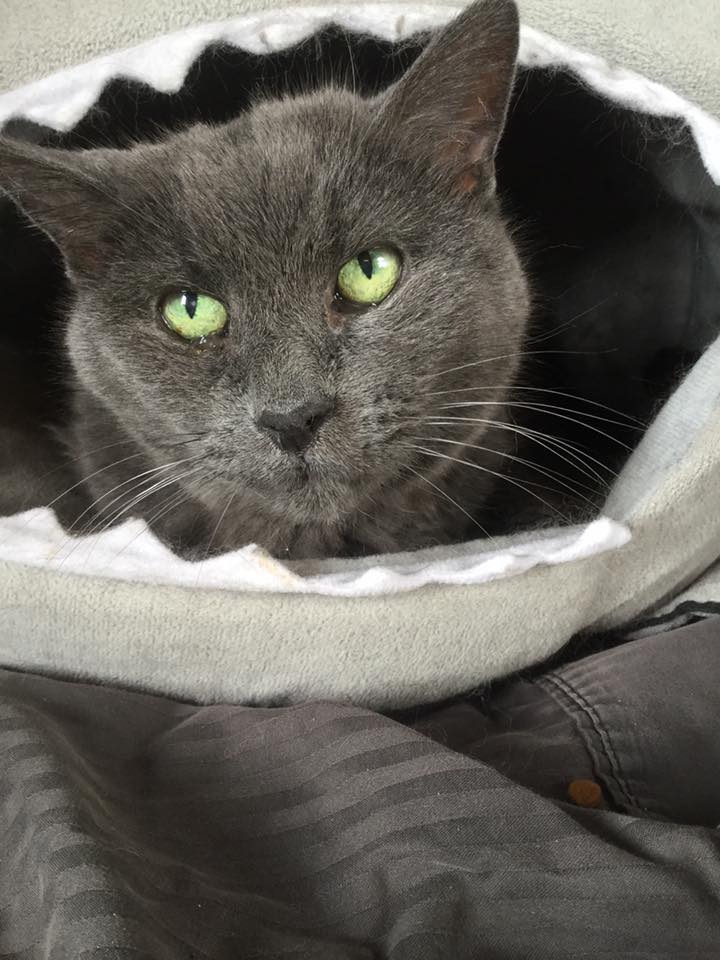 Grey Cat at Hanover Park Animal Care Center