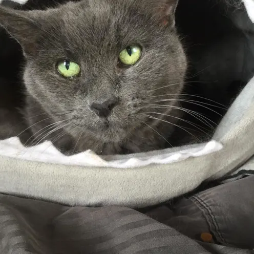 Grey Cat at Hanover Park Animal Care Center