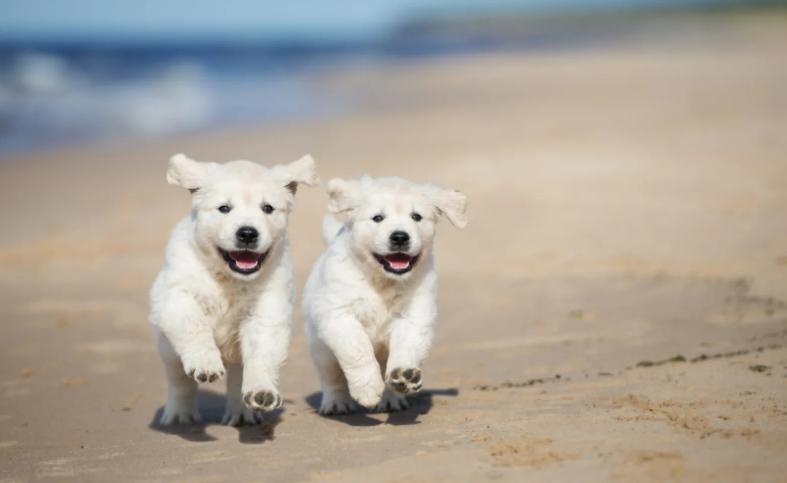 Two Dogs Running Together on the Sand Two Dogs Running Together on the Sand