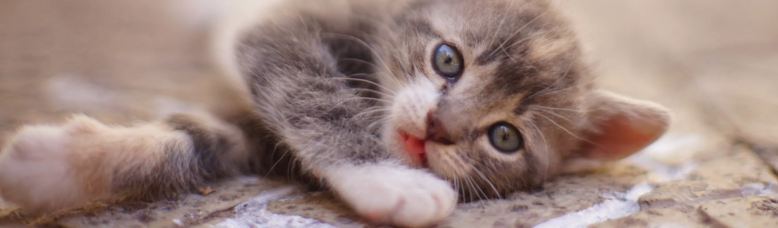 Kitten on Ground