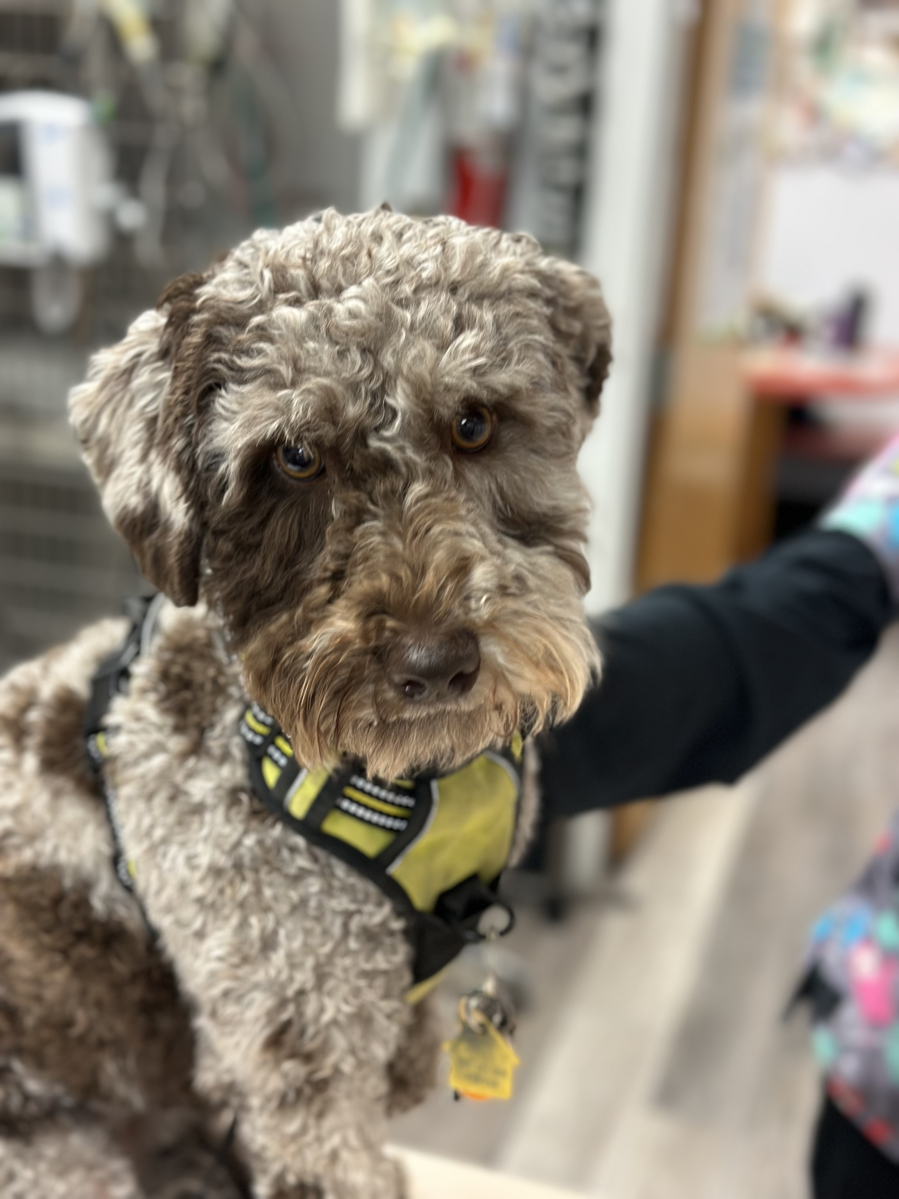 Dog with Yellow Collar at Ferry Farm Animal Clinic