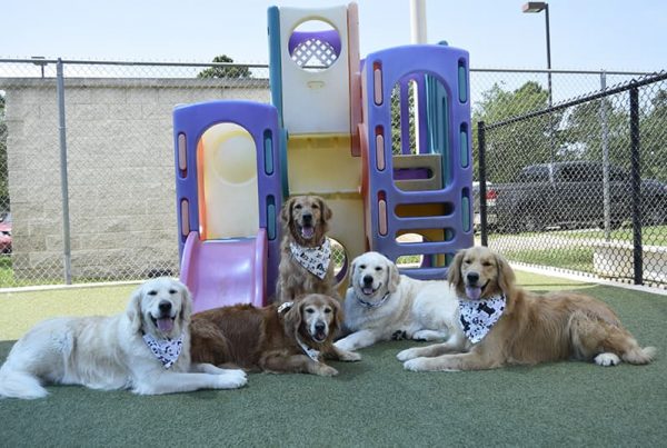 Dogs group photo by playground