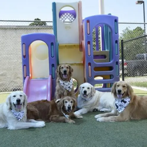 Dogs group photo by playground