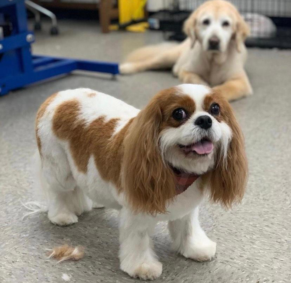Dog smiling with dog laying in the back
