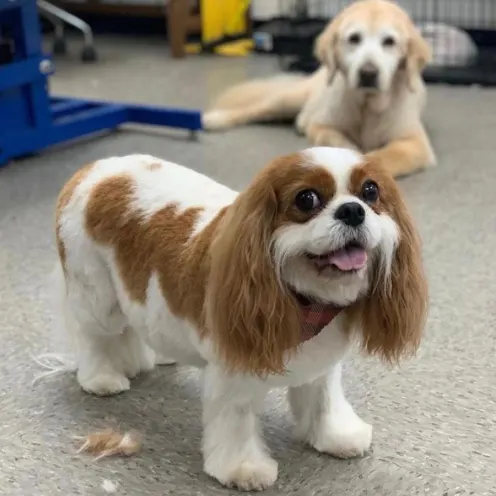 Dog smiling with dog laying in the back