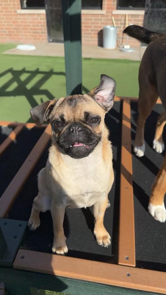 Smiling pug on a platform