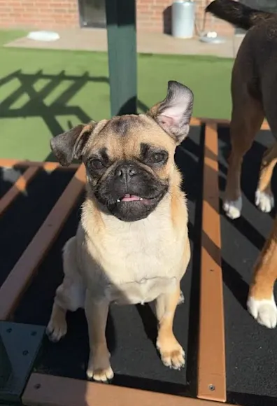 Smiling pug on a platform Smiling pug on a platform