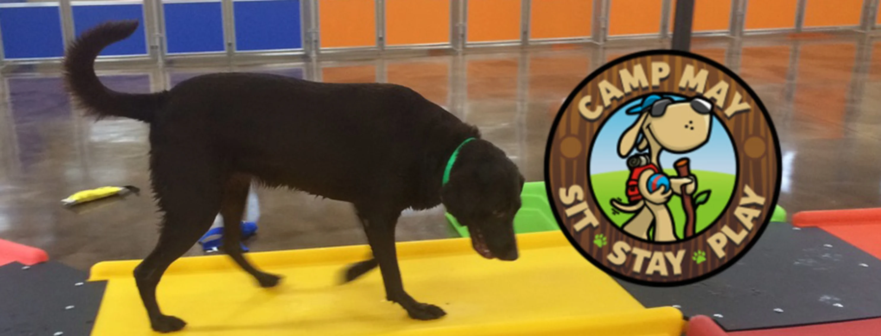 Black Labrador retriever walking on indoor play structure with camp may logo Black Labrador retriever walking on indoor play structure with camp may logo