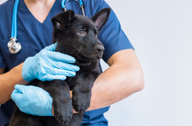 Medication Refill Request Form | Northside Animal Hospital