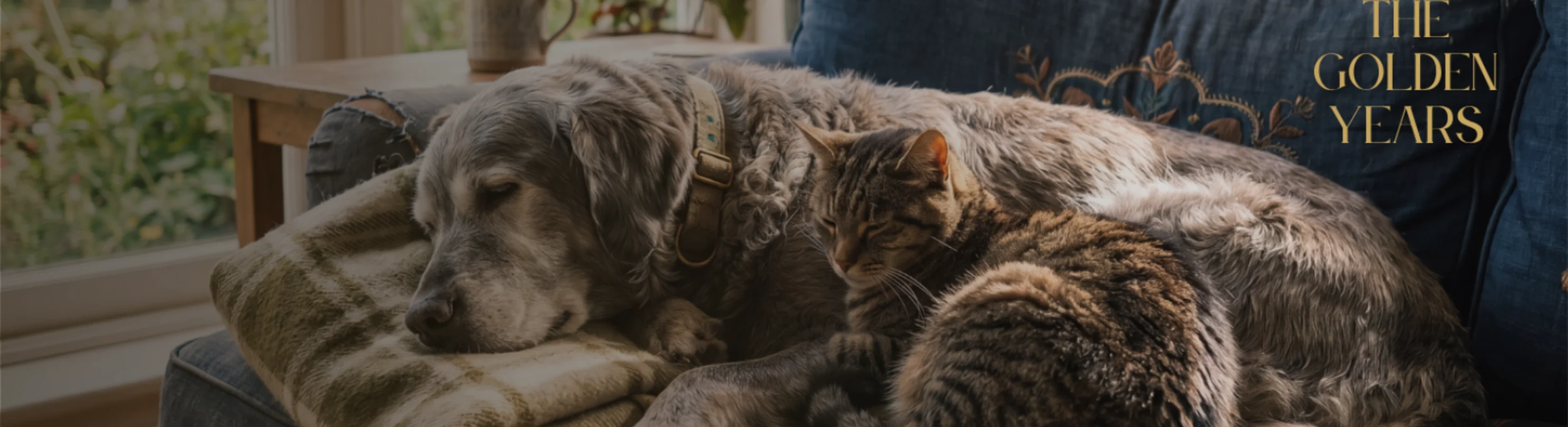A Senior Dog & Cat Sleeping Together on a Blue Couch A Senior Dog & Cat Sleeping Together on a Blue Couch