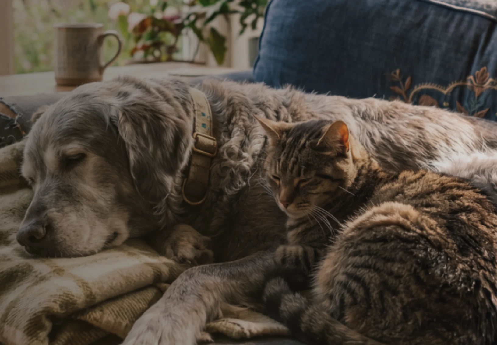 A Senior Dog & Cat Sleeping Together on a Blue Couch A Senior Dog & Cat Sleeping Together on a Blue Couch