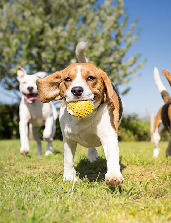 Homepage Northside Animal Hospital Homepage Northside Animal Hospital