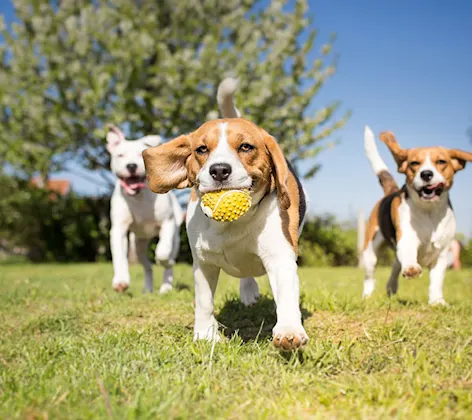 Three dogs playing with ball