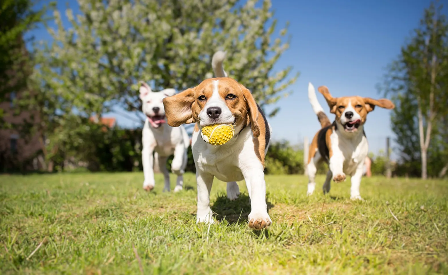 Three dogs playing with ball