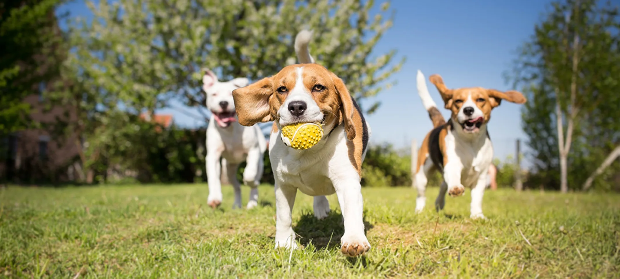 Three dogs playing with ball