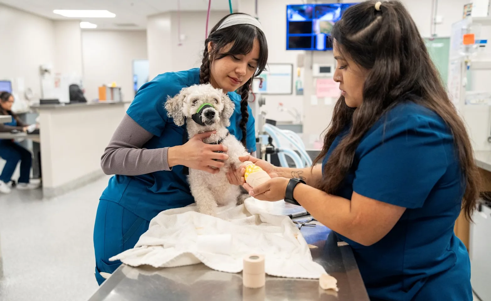 Staff Members helping a dog Staff Members helping a dog