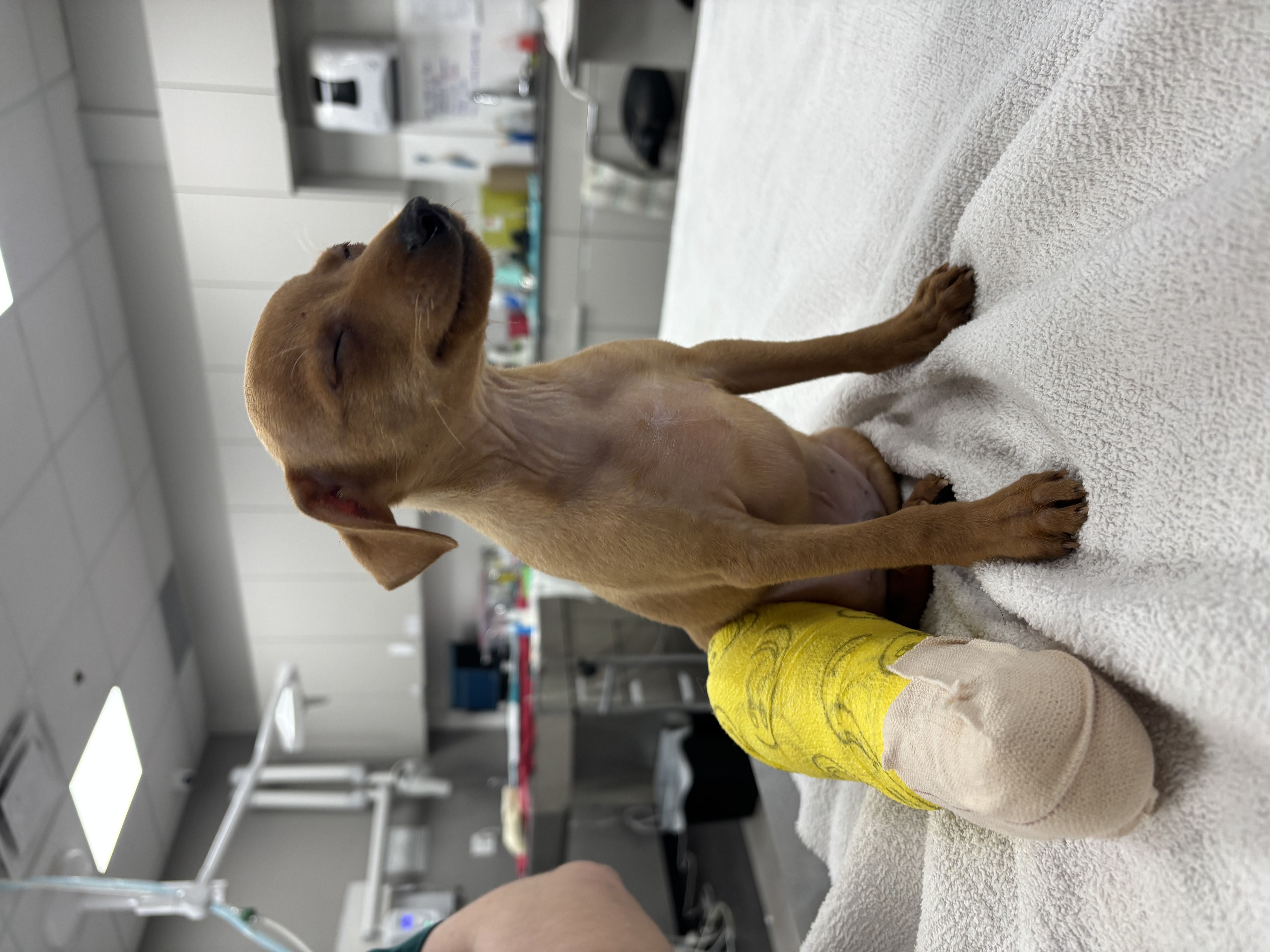 Smiling dog with a leg cast
