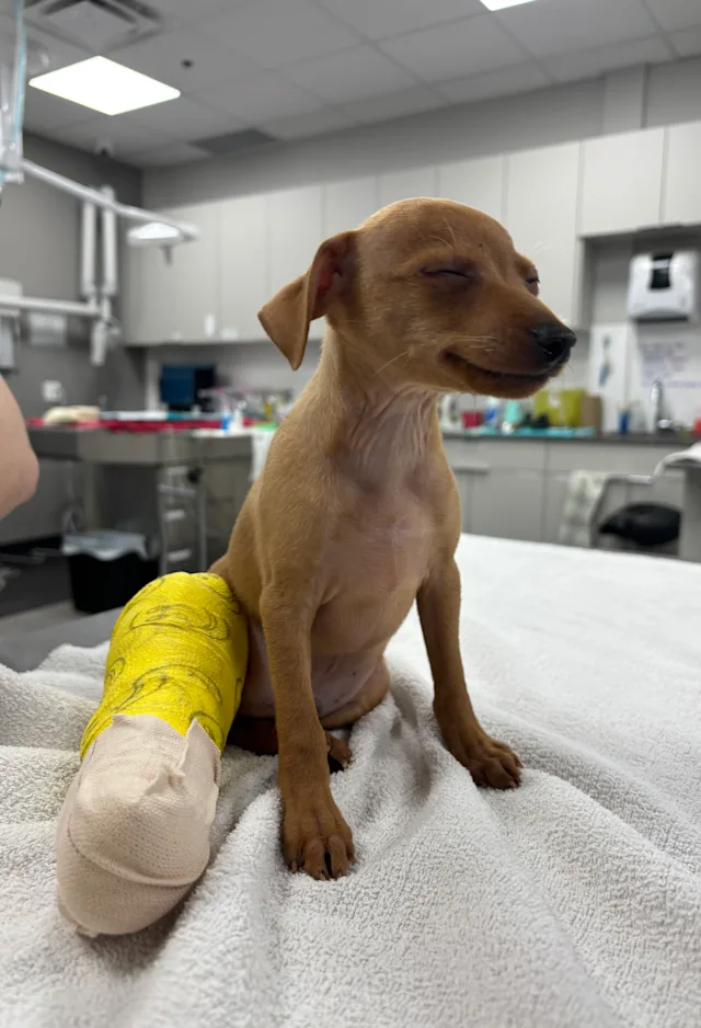 Smiling dog with a leg cast Smiling dog with a leg cast