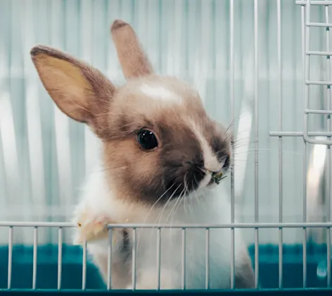Bunny in cage Bunny in cage