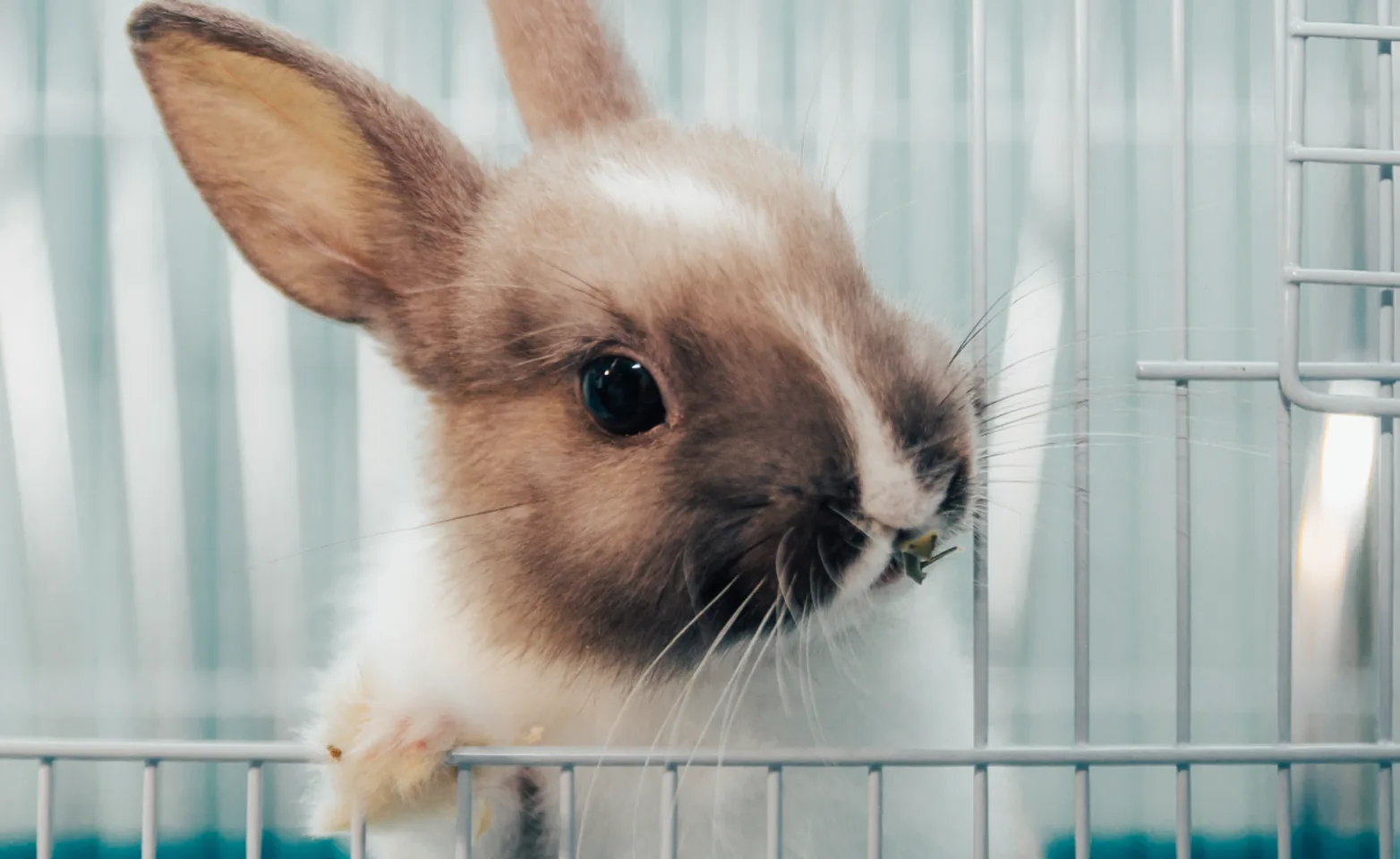 Bunny in cage Bunny in cage