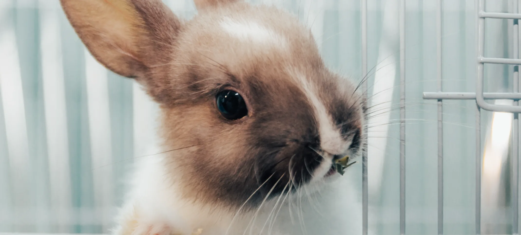 Bunny in cage Bunny in cage