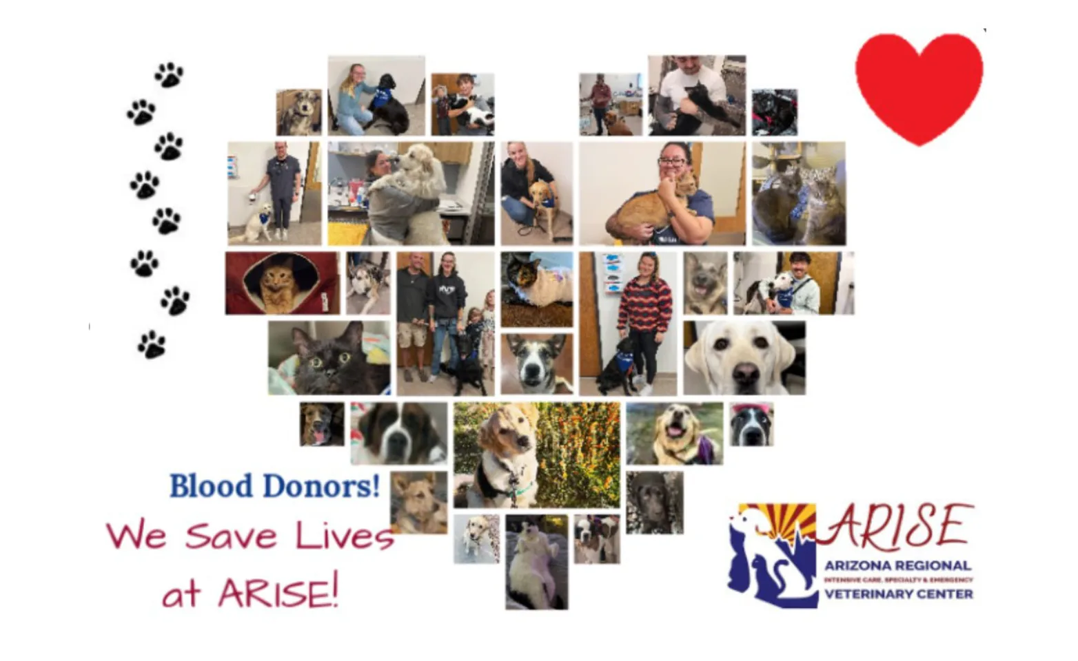 Collage of ARISE Veterinary Center's blood donors Collage of ARISE Veterinary Center's blood donors