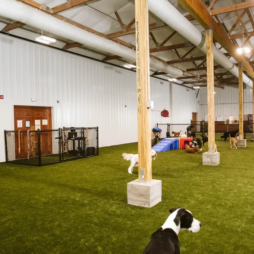 dogs in indoor play area