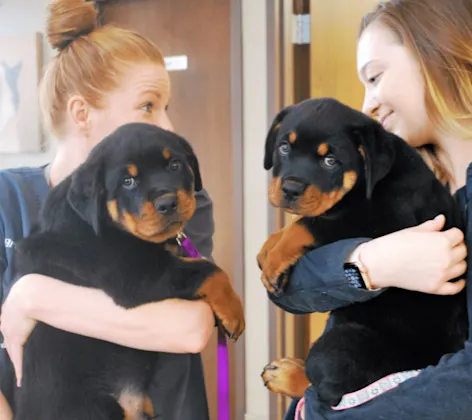 Staff holding dogs at Hinsdale Animal Hospital Staff holding dogs at Hinsdale Animal Hospital